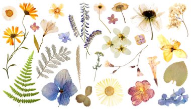 Kurumuş çiçekler ve yapraklar beyaz arka planda, set