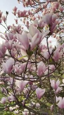 Açık havada güzel pembe çiçekleri olan manolya ağacı, yakın plan. Kamera sağa sola hareket ediyor