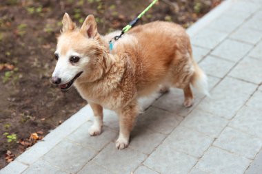 Evcil hayvanla yürüyorum. Dışarıda tasması olan sevimli bir köpek.