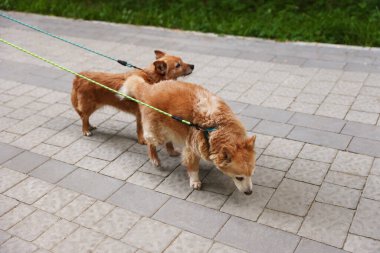 Evcil hayvanla yürüyorum. Açık havada tasmalı iki sevimli köpek.