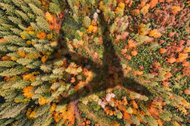 Uçan uçak ormana gölge düşürüyor.