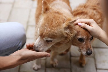 Dışarıda sevimli köpekleri olan bir çift, yakın plan.