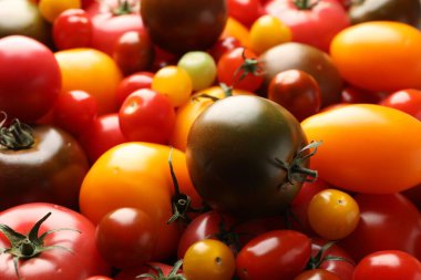 Arka plan olarak farklı olgun sulu domatesler, yakın plan