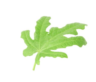 İncir yaprağı bembeyaz.