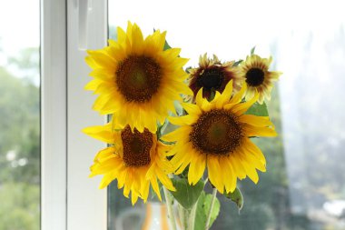 Evdeki pencerenin yanında güzel ayçiçekleri, yakın çekim