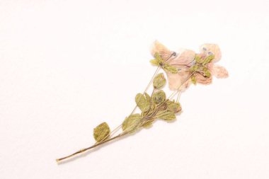 Beyaz arka planda güzel kuru Veronica çiçekleri.