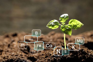 Toprakta tohumlar, yakın plan. Kimyasal elementler var. Bileşim analizi