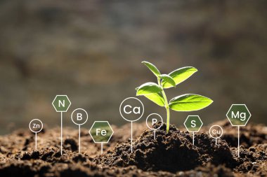 Toprakta tohumlar, yakın plan. Dünya üzerinde kimyasal elementler. Bileşim analizi