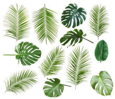 Beyazlar üzerinde izole edilmiş yeşil tropikal bitkiler. Parlak yeşillik