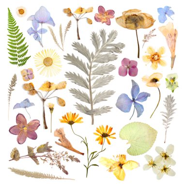 Kurumuş çiçekler ve yapraklar beyaz arka planda, set