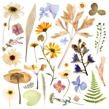 Kurumuş çiçekler ve yapraklar beyaz arka planda, set