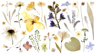 Kurumuş çiçekler ve yapraklar beyaz arka planda, set