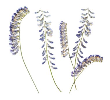 Kurumuş ve basılmış Victoria çiçekleri beyaz, sette izole edilmiş.