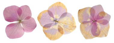 Kurutulmuş ve ütülenmiş ortanca çiçekleri beyaz ve sette izole edilmiş.