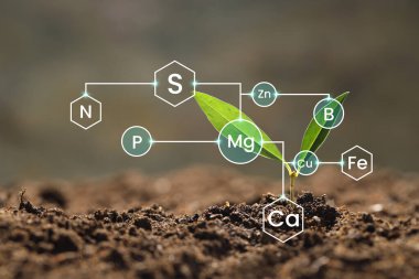 Toprakta tohumlar, yakın plan. Kimyasal elementlerle dolap çevirmek. Bileşim analizi