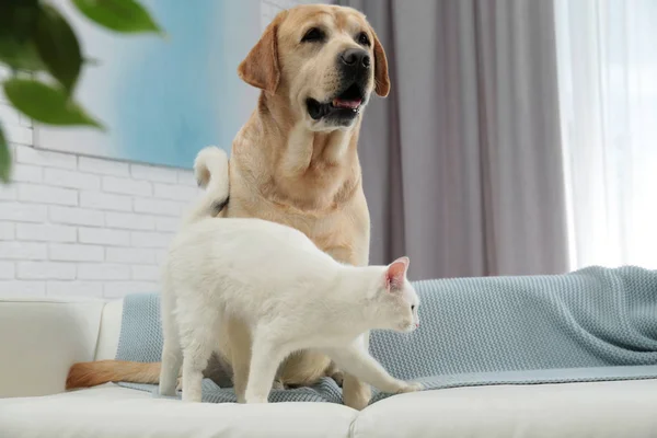 Adorable Chien Et Chat Ensemble Sur Le Canape A L Interieur Amis Pour Toujours Amusant Maison Stock Photo