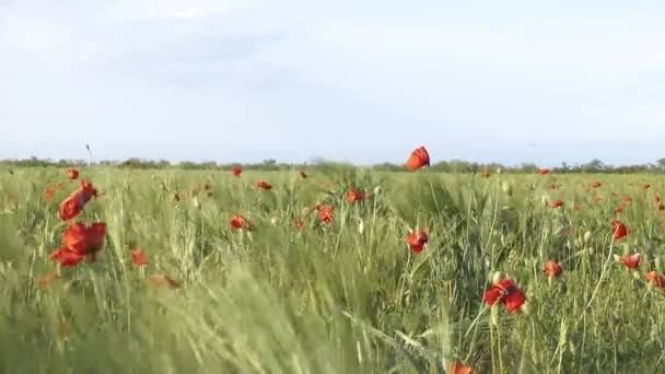 罂粟的领域 在阳光明媚的一天 — 图库视频影像
