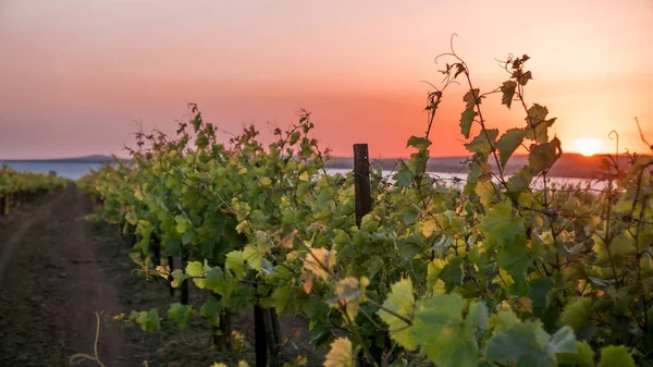 Vinhas Uma Vinha Pôr Sol — Fotografia de Stock