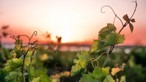 Winnice Winorośli Zachodzie Słońca Zdjęcie Stockowe