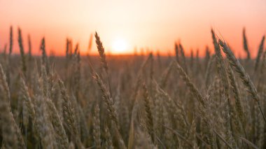 gün batımında genç çavdar