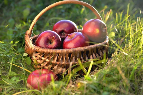 basket with apples in the grass, evening sun backlight, end of summer beginning of autumn