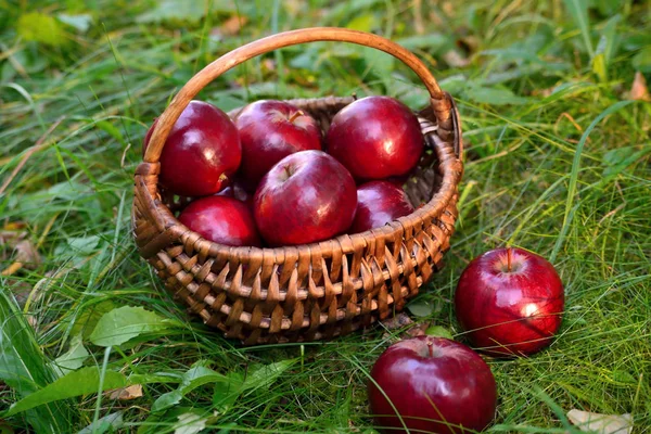 basket with apples in the grass, evening sun backlight, end of summer beginning of autumn