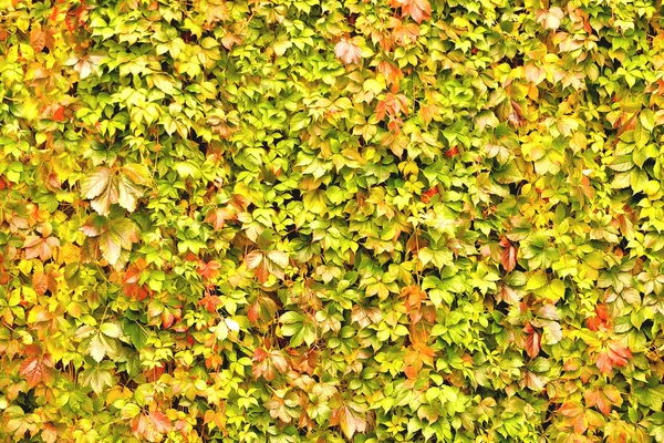 wall overgrown with climbing plant, wall texture of colorful lea
