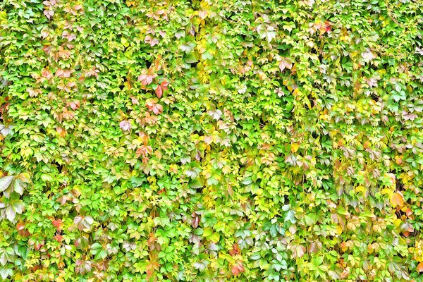 wall overgrown with climbing plant, wall texture of colorful lea