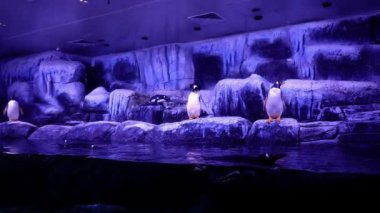 Akvaryum, penguenler sualtı yüzme. Türkiye Istanbul