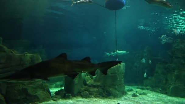 Das Größte Thematische Aquarium Der Welt Vergleich Anderen Aquarien Seiner — Stockvideo