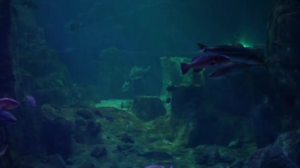 Più Grande Acquario Tematico Del Mondo Rispetto Altri Acquari Della — Video Stock