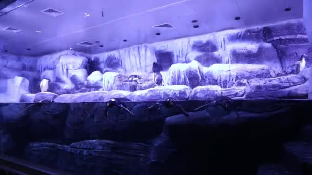 Aquarium Pinguine Schwimmen Unter Wasser — Stockvideo