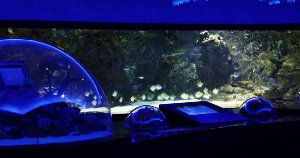 Színes Halak Aquarium Turkey Isztambulban — Stock videók