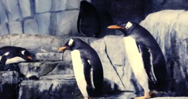 Dünyanın en büyük tematik akvaryumu. Penguenler içinde belgili tanımlık akvaryum. 
