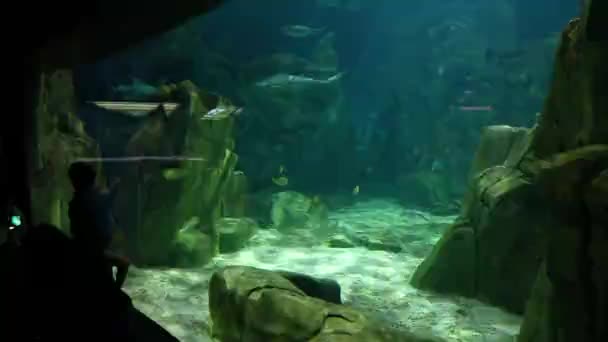 Colorful Fishes Aquarium Turkey Istanbul — Stock Video