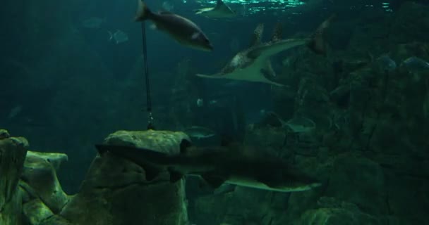 Das Größte Thematische Aquarium Der Welt Vergleich Anderen Aquarien Seiner — Stockvideo