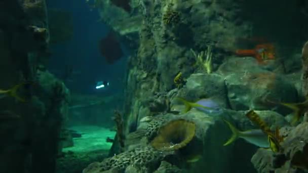 Grootste Thematische Aquarium Van World Vergelijking Met Andere Aquaria Zijn — Stockvideo