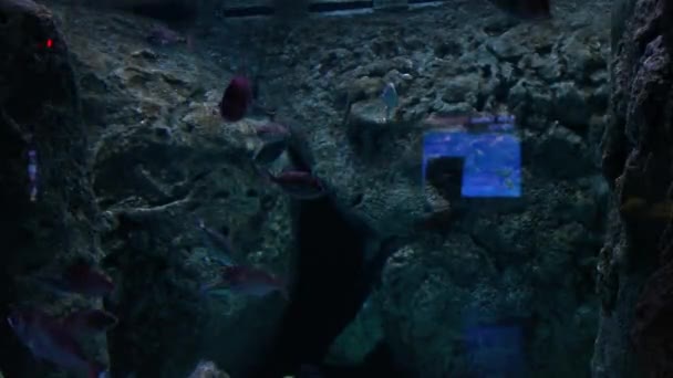 Più Grande Acquario Tematico Del Mondo Rispetto Altri Acquari Della — Video Stock