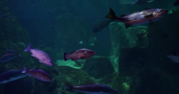 Das Größte Thematische Aquarium Der Welt Vergleich Anderen Aquarien Seiner — Stockvideo