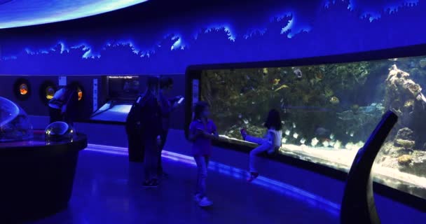 水族馆里五彩斑斓的鱼 — 图库视频影像