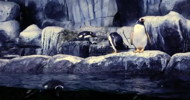 Le plus grand aquarium thématique du monde. Pingouins dans l'aquarium . 