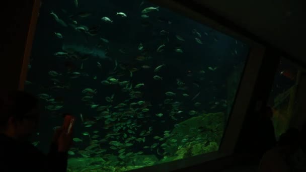 Grand Aquarium Thématique Monde Turquie Istanbul — Video