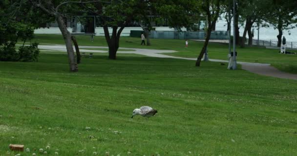 Bord Mer Parc Les Animaux — Video