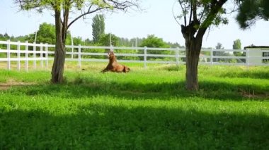 At çiftliği ve mera zevk. 