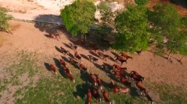 Atlar çalıştıran. At çiftliği