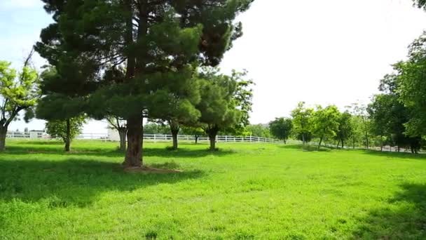 Granja Caballos Pastos Disfrutando — Vídeo de stock