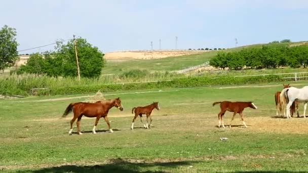 Granja Caballos Pastos Disfrutando — Vídeos de Stock