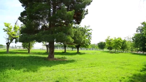 Paard Boerderij Genieten Van Grasland — Stockvideo