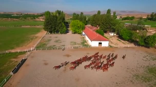 Running Horses Horses Farm — Stock Video