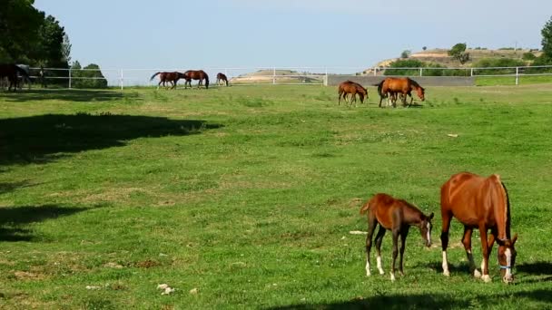 许多马放牧农场 — 图库视频影像